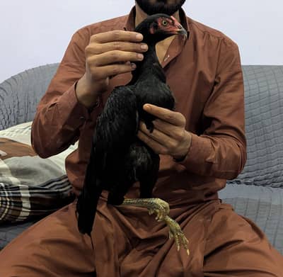 Aseel hean pathi home breed