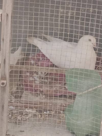 5 pigeons for sale.