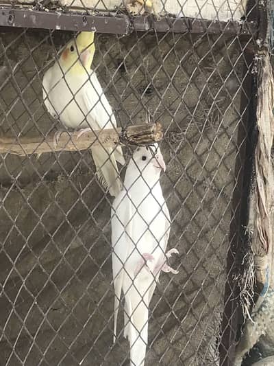 Cocktail red eyes pairs for sale common white and eno ka pairs total 2