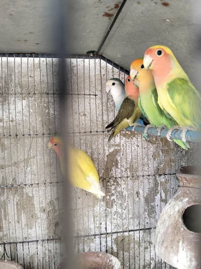 love birds obline and many more