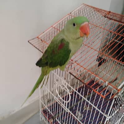 ring neck parrot for sell