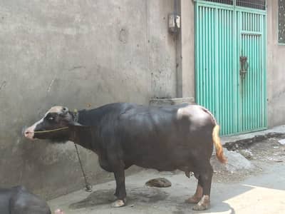phone number:03016625686.   dosra suva ka dusra din ha kati di ha