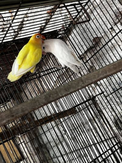 Lovebirds