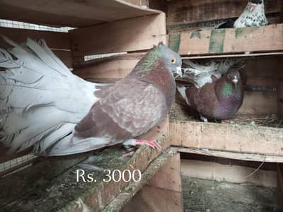 pair for sale