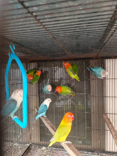 lovebirds opline parrots birds pairs