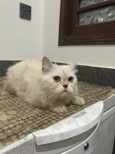 Persian triple coated female for sale fawn colour