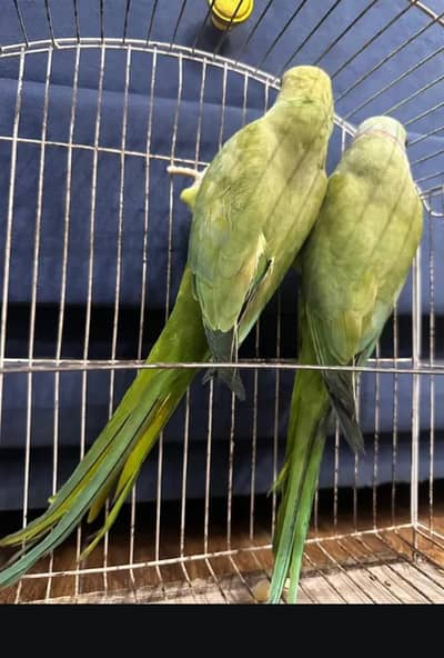 Parrot