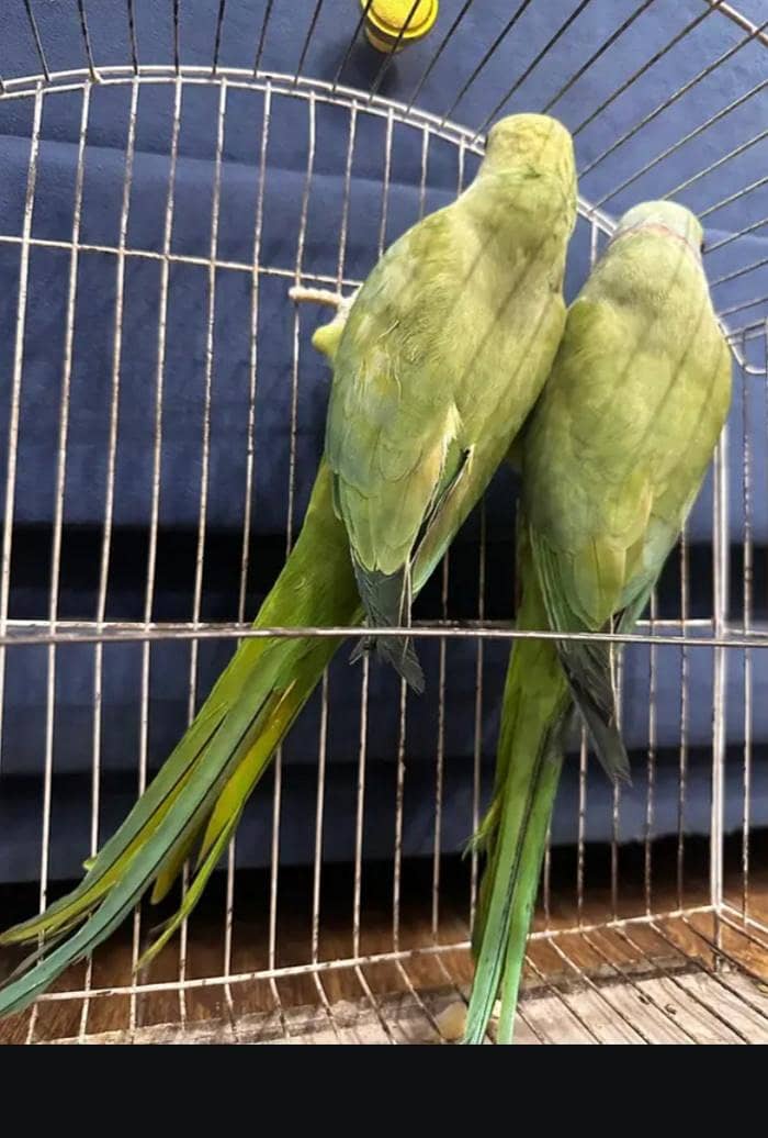 Parrot 0