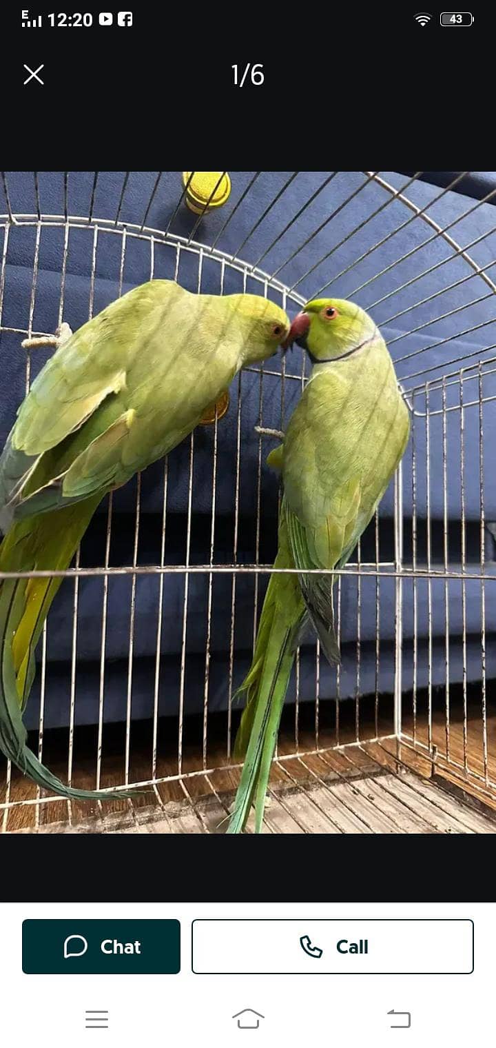 Parrot 1