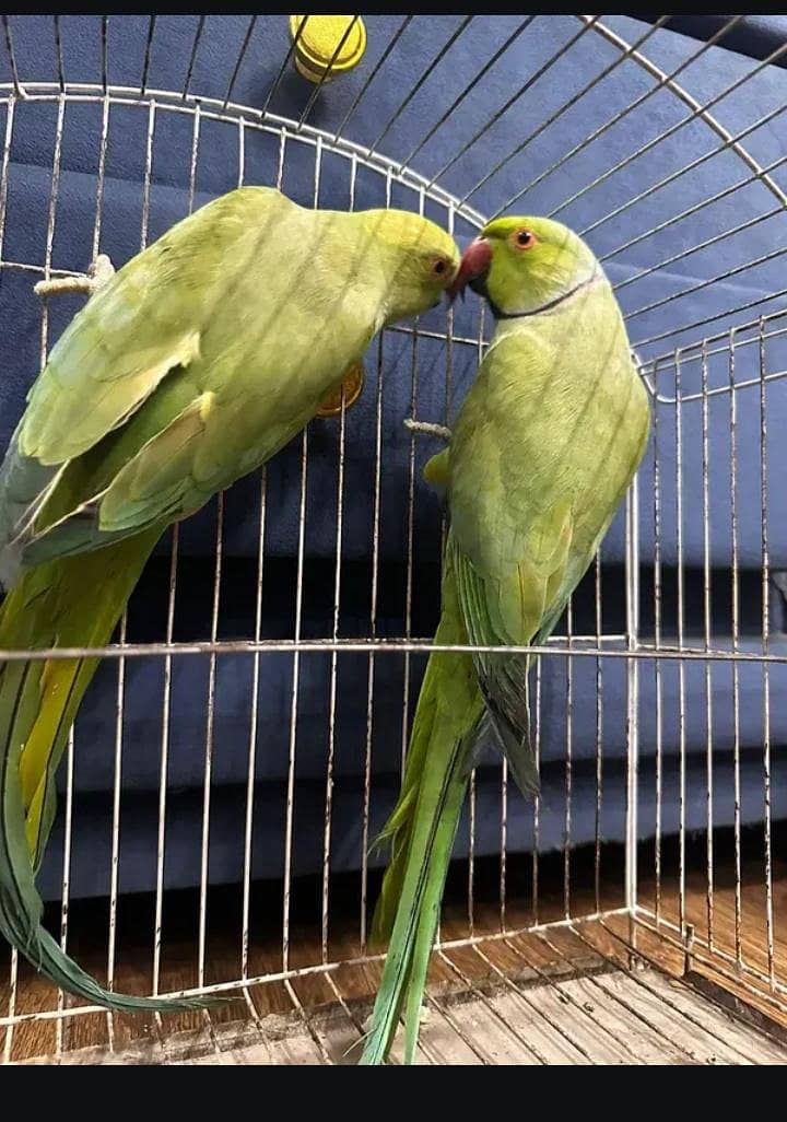 Parrot 2