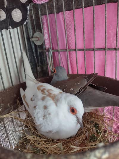 Dove Pairs for sale