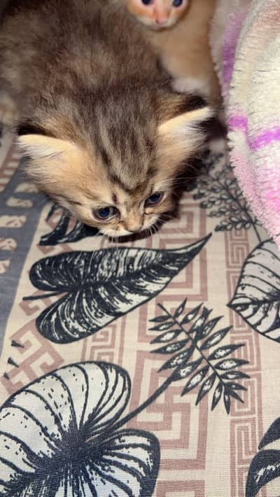 Cat babies