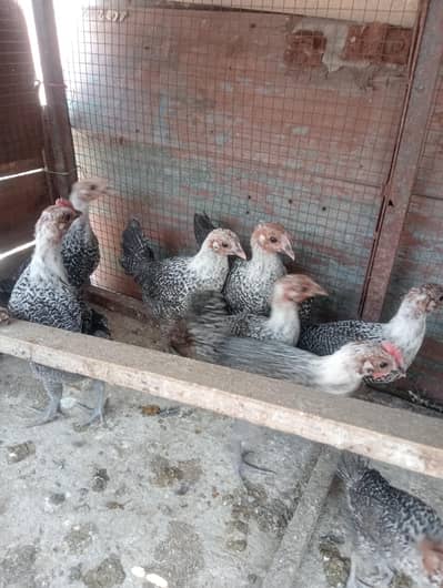 egyptian feyomi Chick's