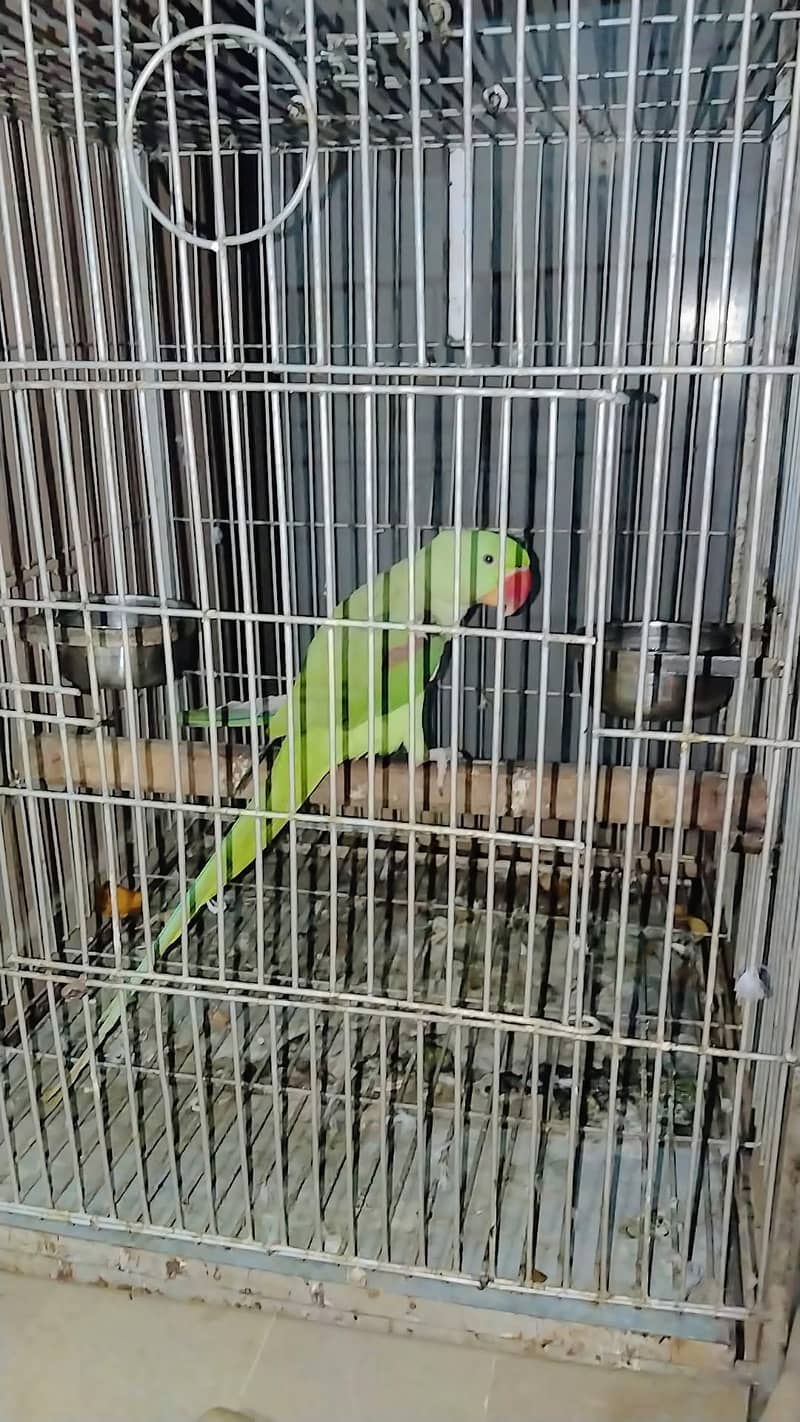 Raw Parrot 0
