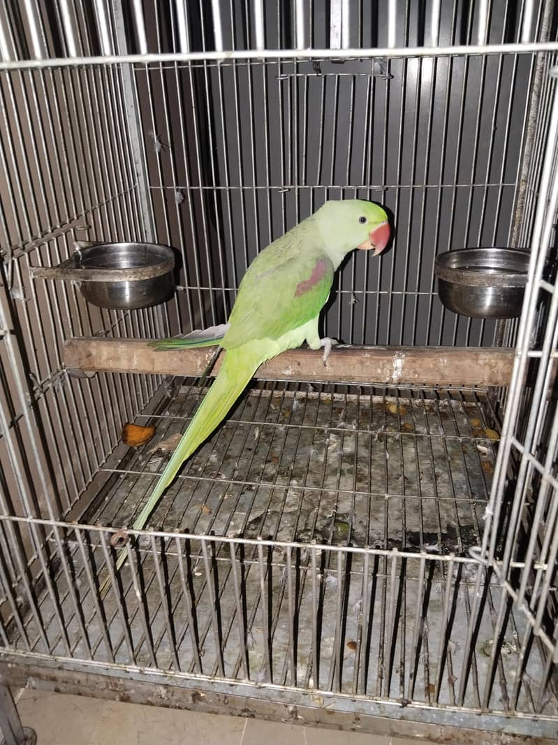 Raw Parrot 1