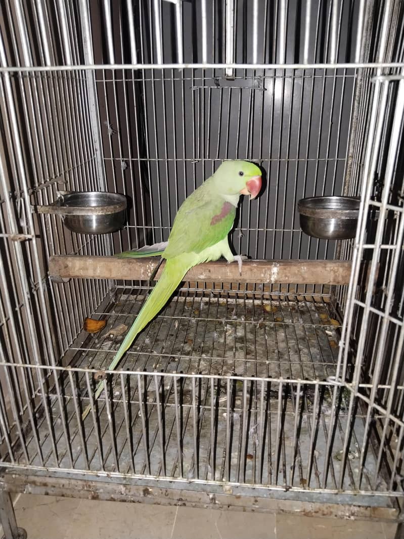 Raw Parrot 2