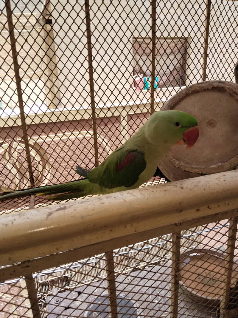 Raw Parrot 3