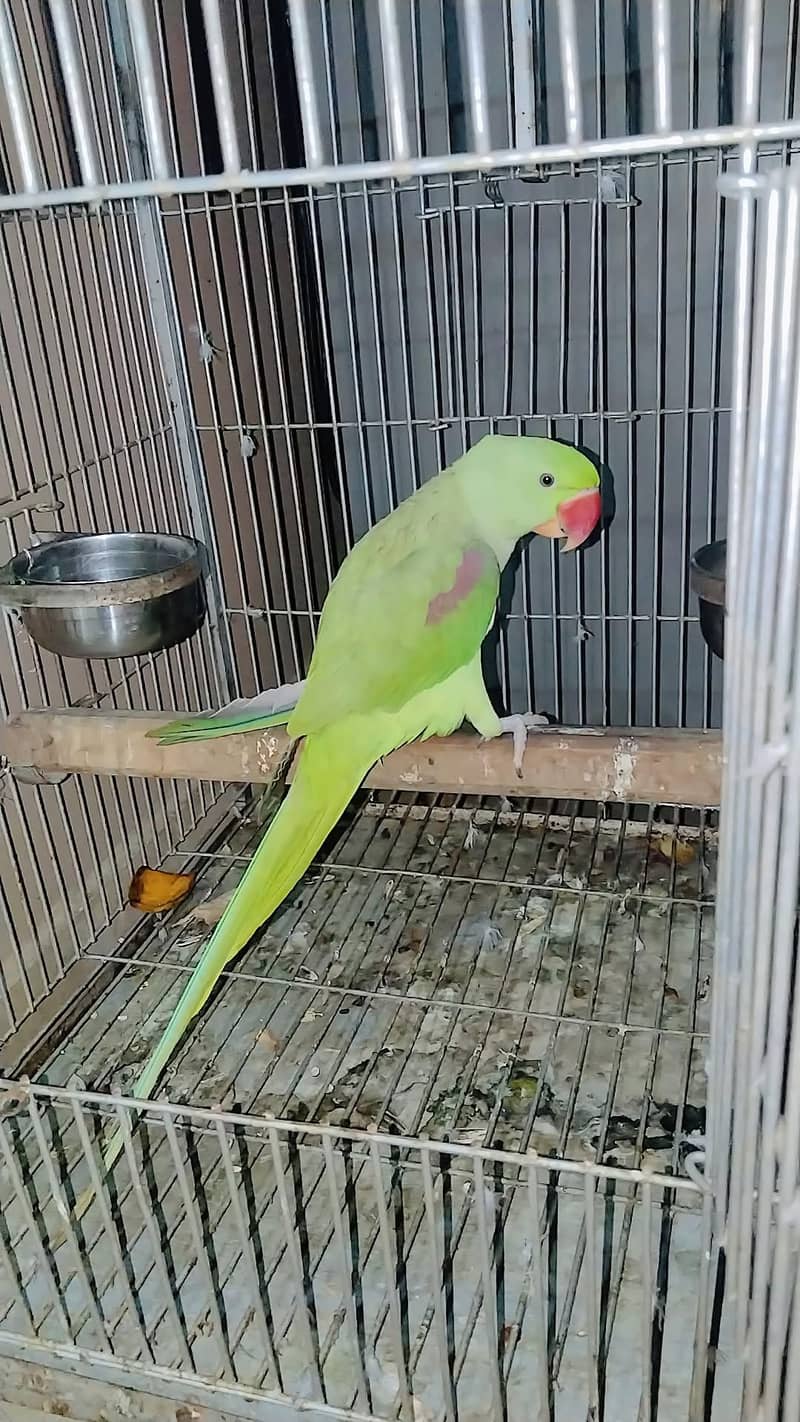 Raw Parrot 4
