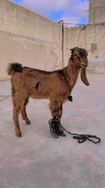 Bakra for sale