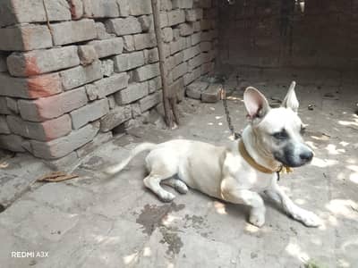 female Russian dog healthy active