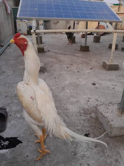 Shamo chick/ white shamo chick / king shamo katrina blood line