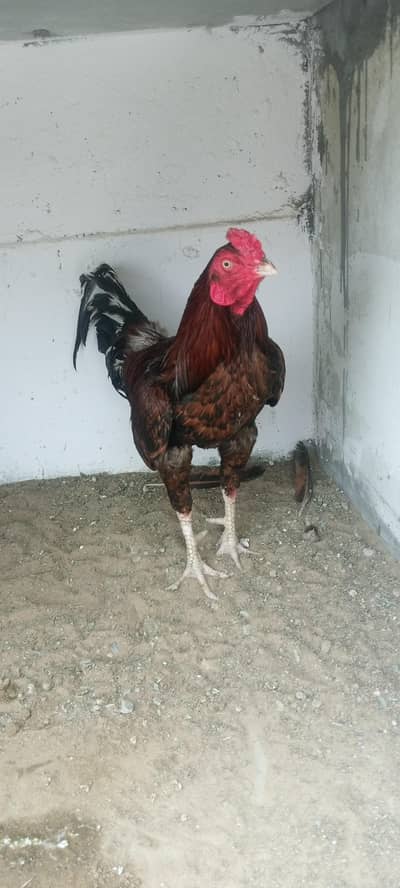 High quality Male for sale