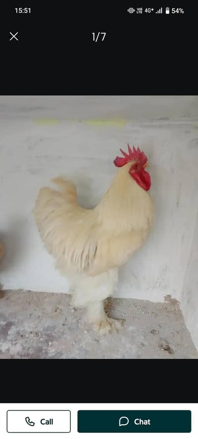 Heavy White Buff pair