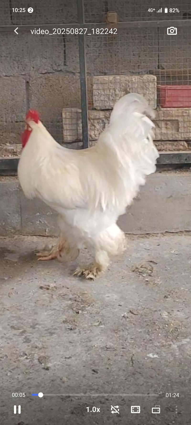 Heavy White Buff pair 1