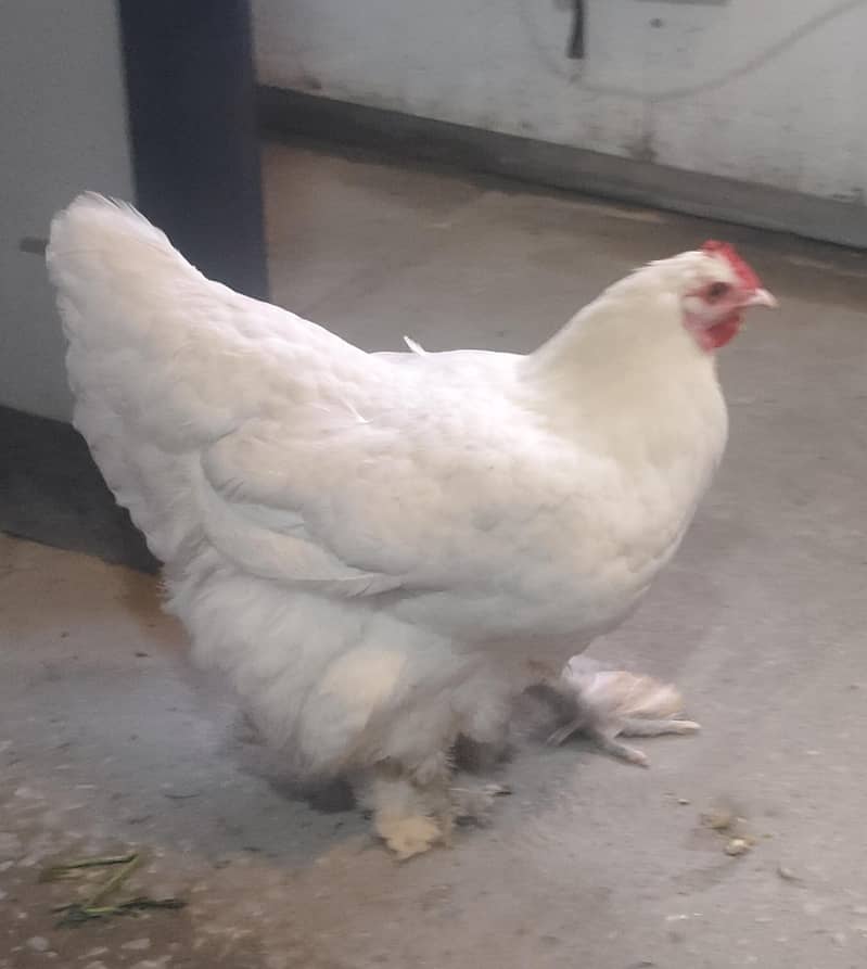 Heavy White Buff pair 2