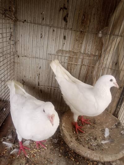 white pair