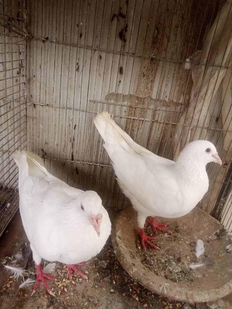 white pair 0