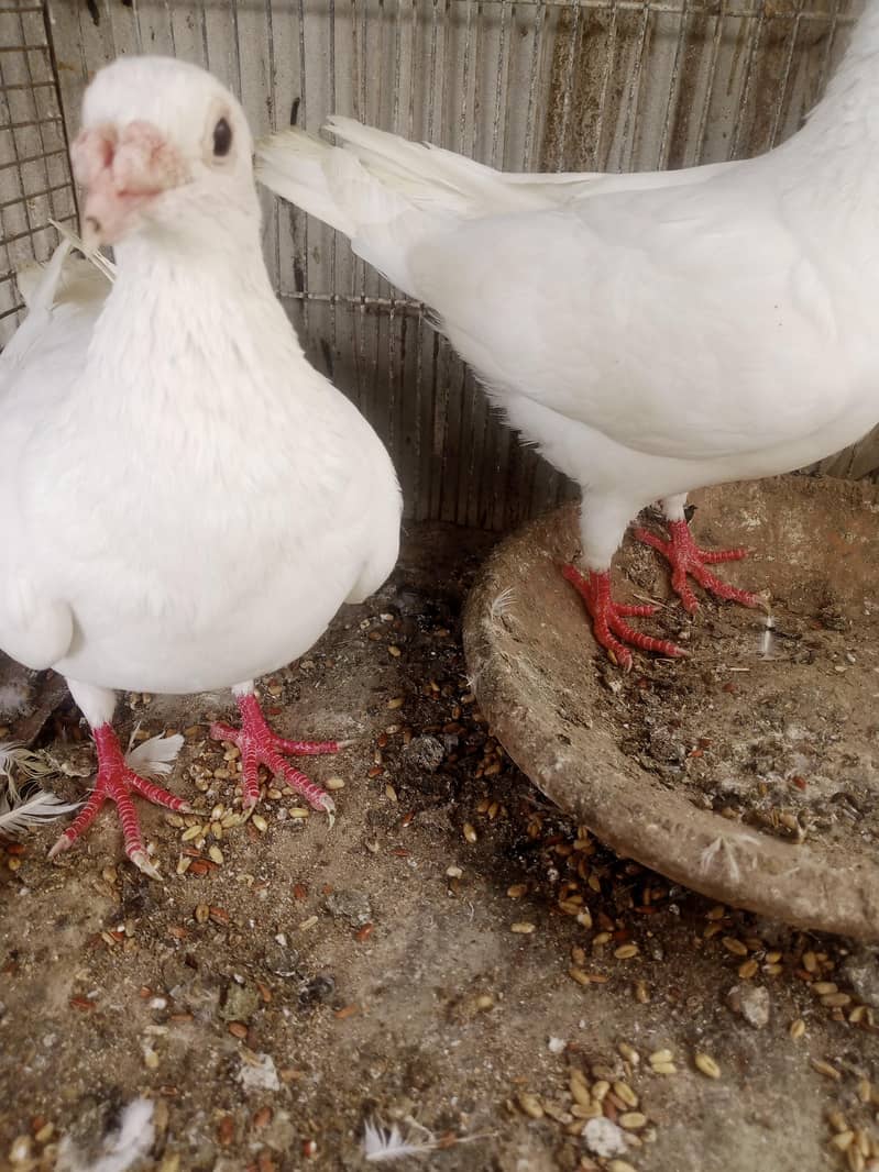 white pair 1