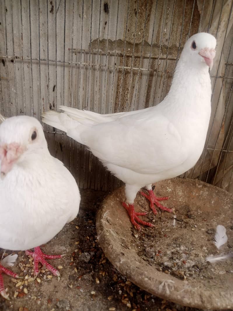 white pair 2