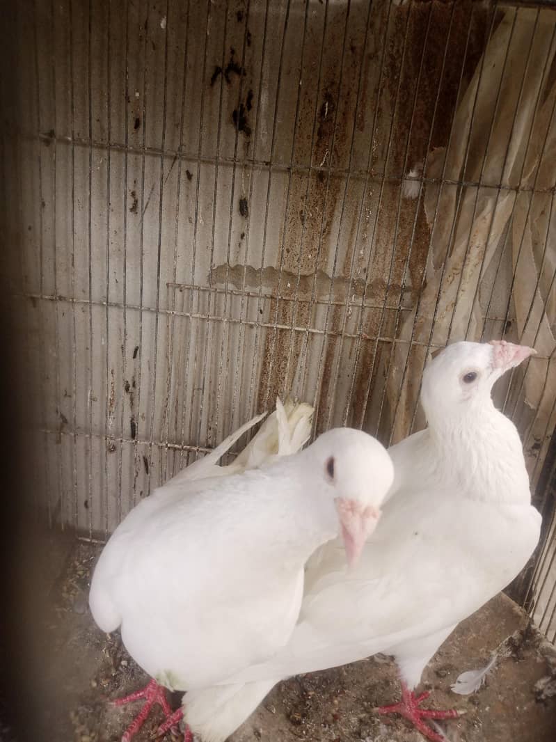 white pair 3