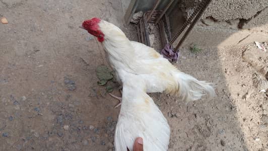 aseel morgha