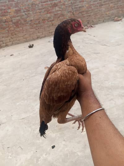 power mia wali aseel high blood line kili taj Madi . . . . 03187006484