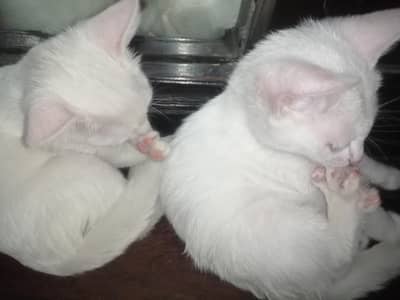 PERSIAN   Trained Two male and female kittens Persian kittens white