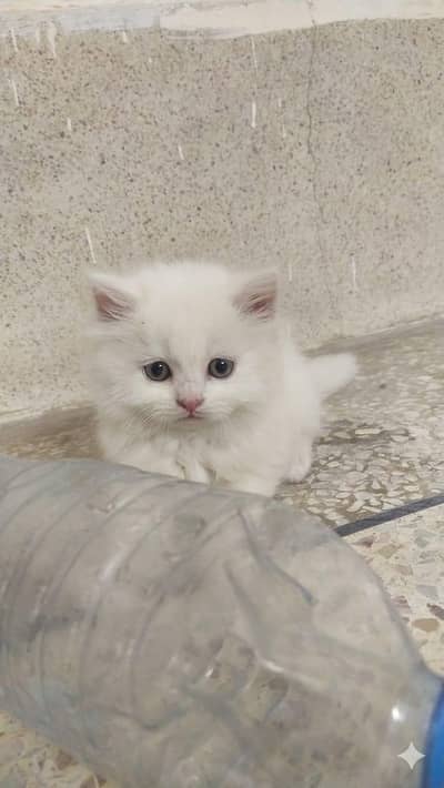 White Persian cat