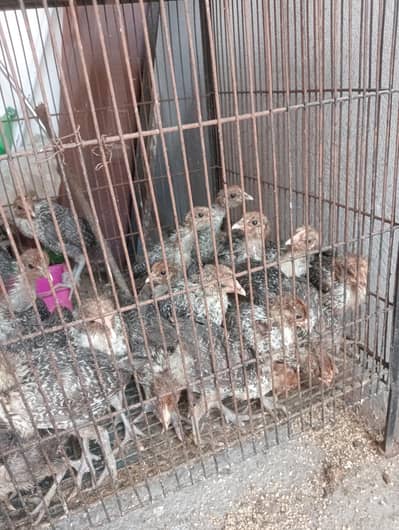 egyptian feyomi Chick's