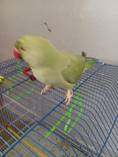 Female parrot for sale