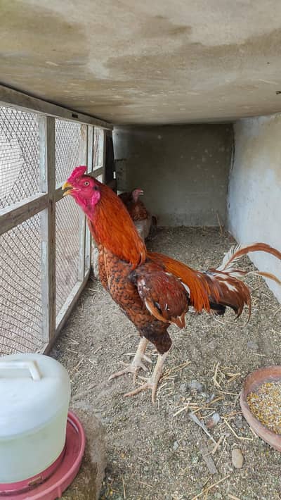 1 Aseel breeder pair and 5 Eight months older chicks