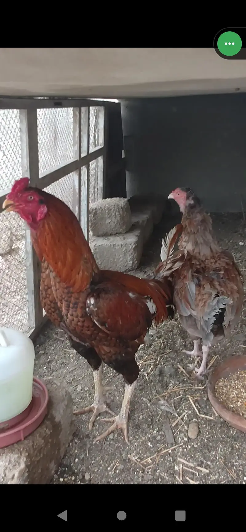 1 Aseel breeder pair — photo 2