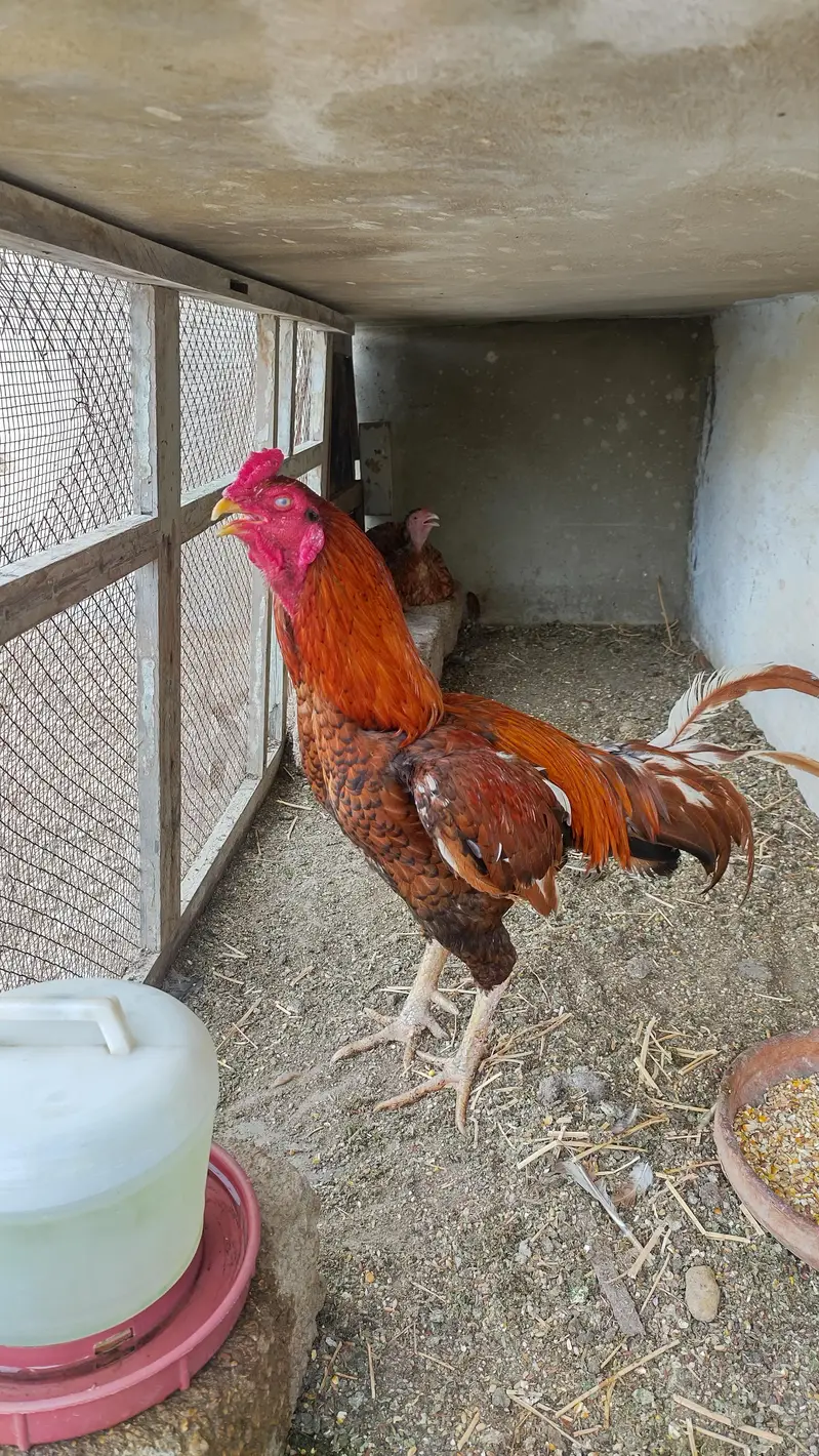 1 Aseel breeder pair — photo 3