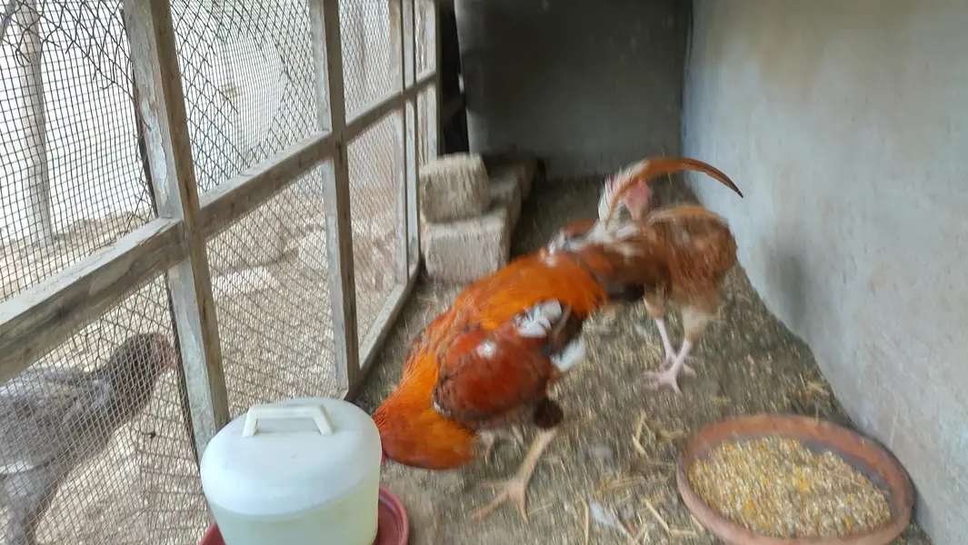 1 Aseel breeder pair — photo 4
