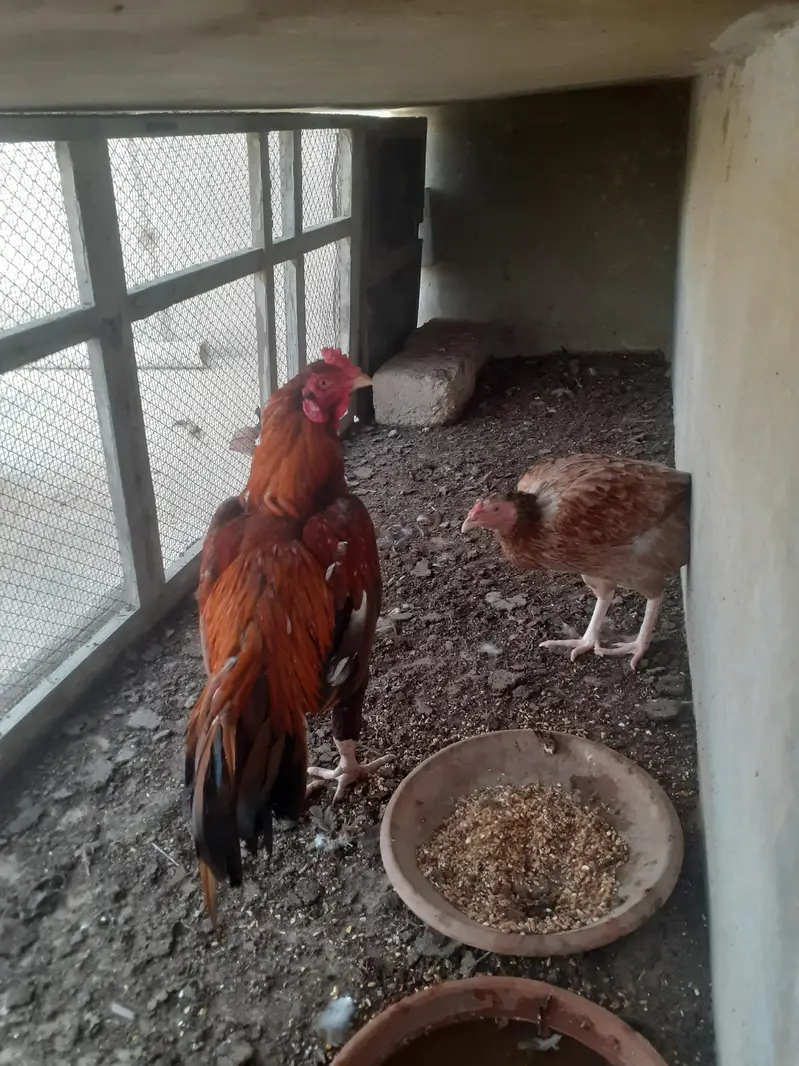 1 Aseel breeder pair — photo 5