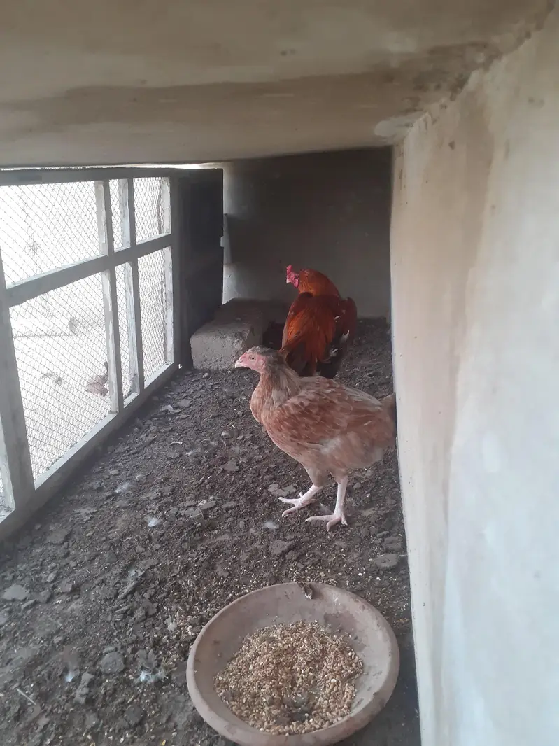1 Aseel breeder pair — photo 6