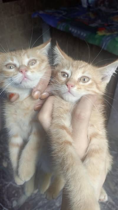 for urgent sale