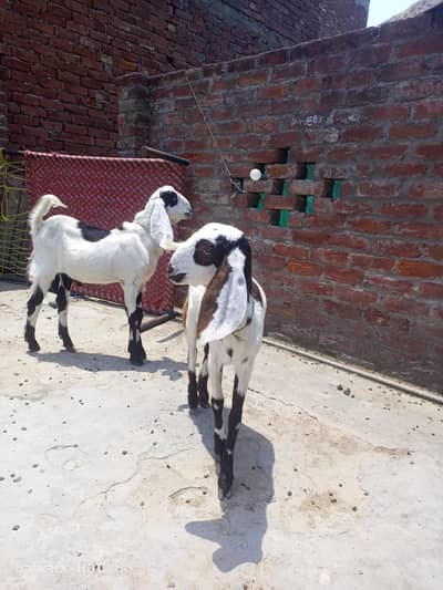 mala female 2 call 03244492282