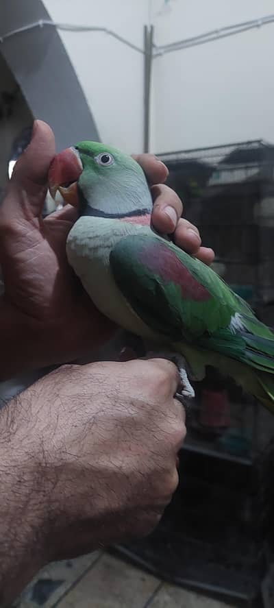 Raw parrot talking ,