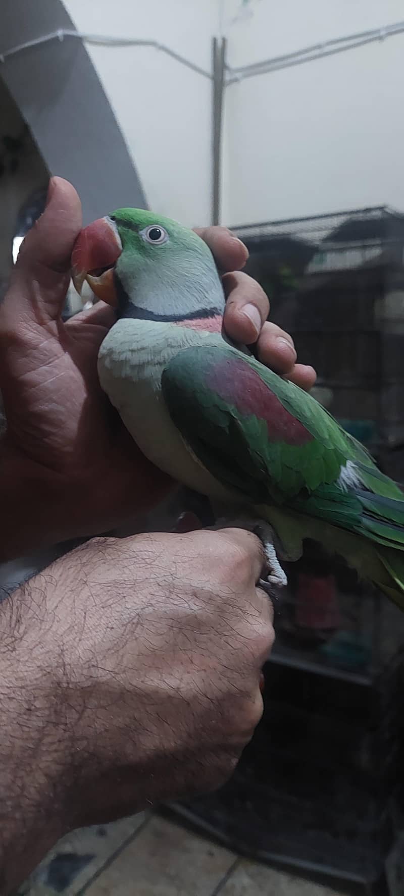Raw parrot talking , 0